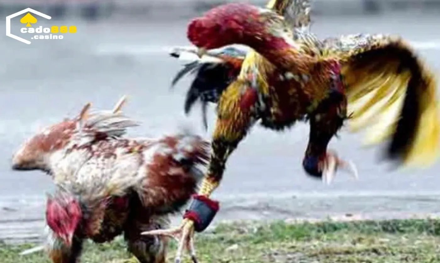 Mẹo đặt cược thắng lớn khi xem Đá Gà Asil Cado888