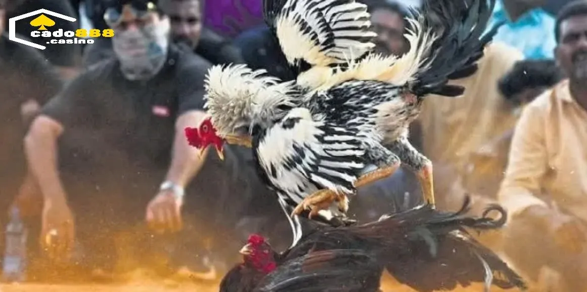 Tham Gia Cá Cược Đá Gà Online: Hướng Dẫn Chi Tiết