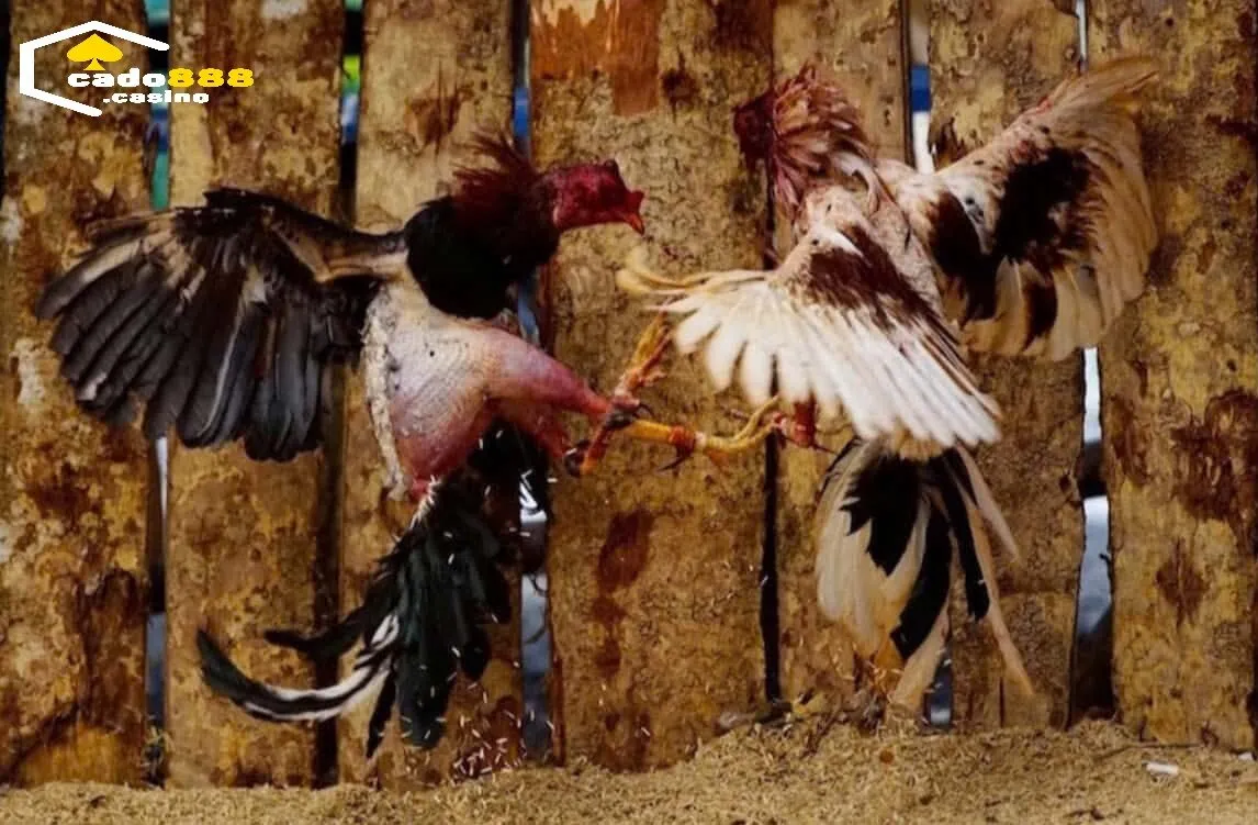 Một số dòng Đá Gà Chọi Cuba Cado888 được cho là phổ biến nhất ở thị trường Việt Nam