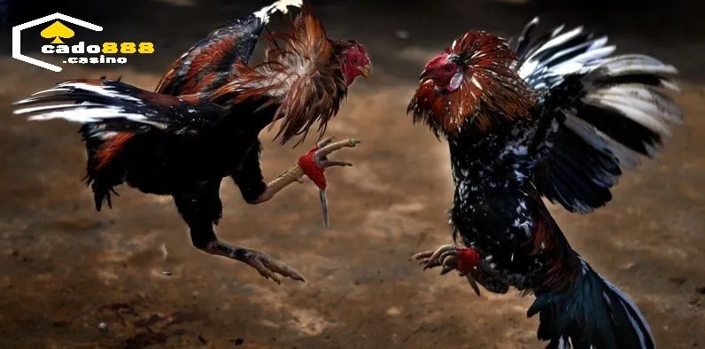 Thời gian chiến đấu một trận Đá Gà Cựa Dao Cado888