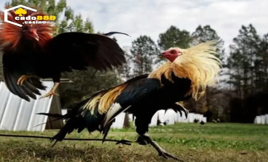 Đặc điểm của giống gà đá Mỹ