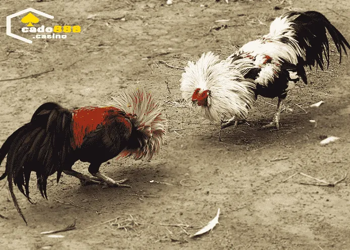 Kỹ thuật huấn luyện và chăm sóc Gà Tre Cado888