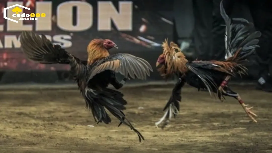 Những Giống Gà Đá ưa Chuộng