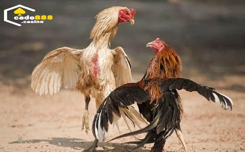 Ba loại Gà Đá Hầu Kiềng Cado888 phổ biến nhất hiện nay